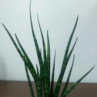 Sansevieria Cylindrical 6