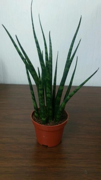 Available in 6", 10" and 14" pots