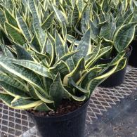 Sansevieria Futura Superba