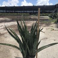Sansevieria Jaboa