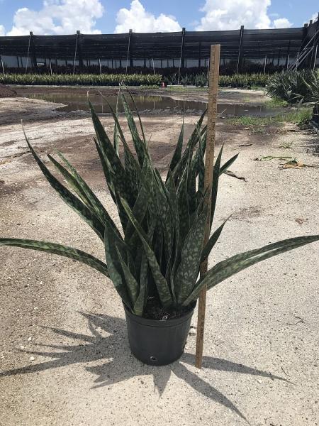 Available in 10" (pictured) and 14" pots