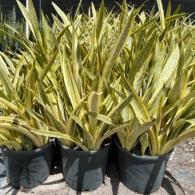 Sansevieria Lauren