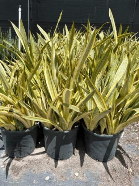 10" pots