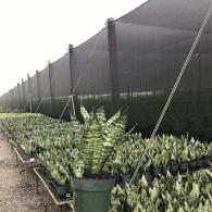 Sansevieria Robusta