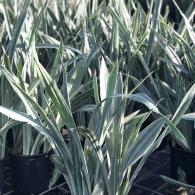 Sansevieria Sayuri