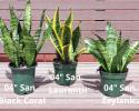 We have the largest selection of Sansevieria from 4" to 17" pots
