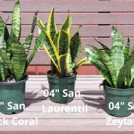 Sansevieria Assortment 4