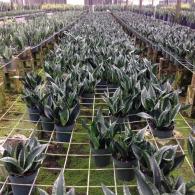 Sansevieria Whitney