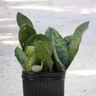 Sansevieria Whale Fin