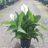 Spathiphyllum Crystal