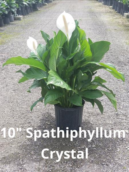 Many varieties of Peace lily's available