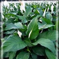 Spathiphyllum Sweet Pablo