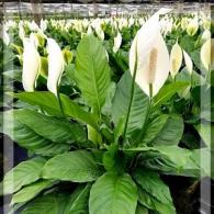 Spathiphyllum Alpha