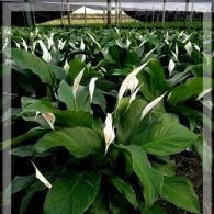 Spathiphyllum Macaray