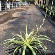 Spider Plant 6