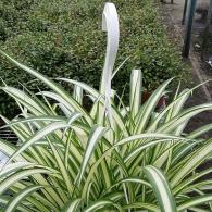 Spider Plant Hanging Basket 8