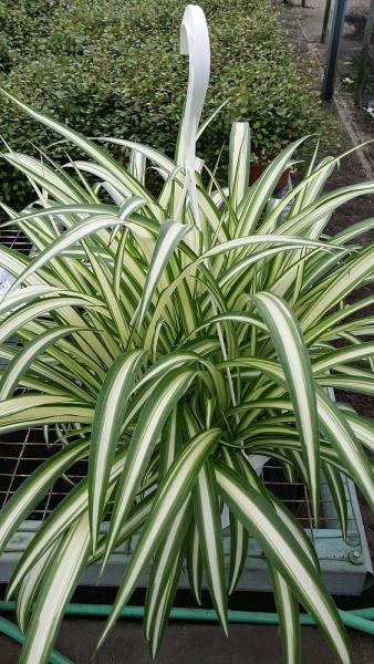 Also available in 10" pots