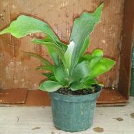 Staghorn Fern