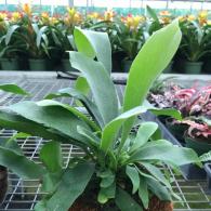 Staghorn Fern in Coconut Shell