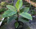 Available in 6", 8" & 10" pots