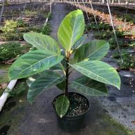 Ficus Altissima Rubber