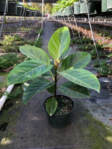 Available in 6", 8" & 10" pots