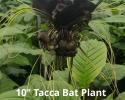 Tacca Bat Plant