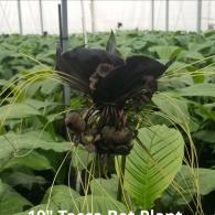 Tacca Bat Plant