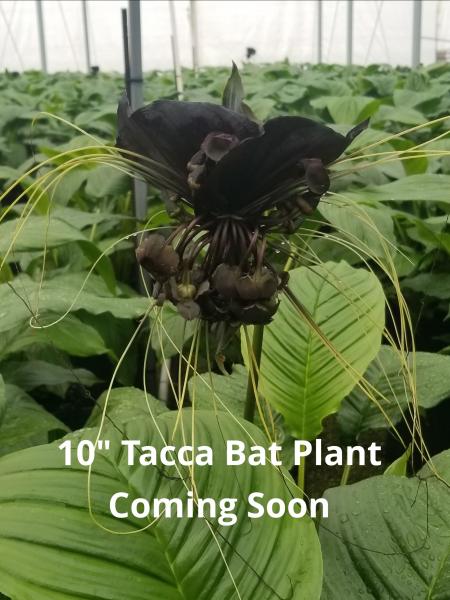 Tacca Bat Plant
