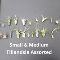 Tillandsia Assortments