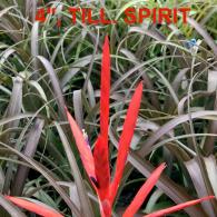 Tillandisia Spirit
