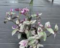 8" Hanging Basket