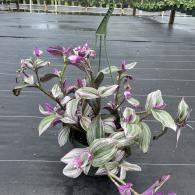 Wandering Jew Nanuk (Tradescantia)