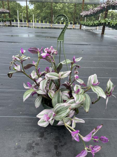 8" Hanging Basket
