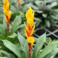 Vriesea Intenso Yellow