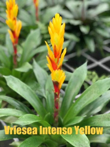 Vriesea available in other colors