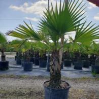 Washingtonia Palm 14