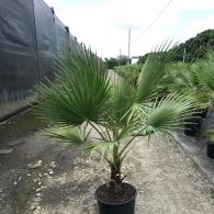 Washingtonia Robusta Palm aka Mexican Fan Palm