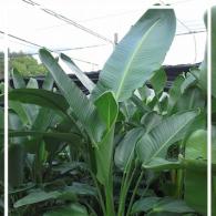White Bird of Paradise