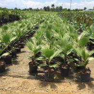 Windmill Palm