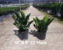 Available in 4", 6", 8", 10", 12", 14" & 17" pots
Great for that low to no light spot!