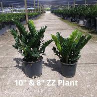 ZZ plant