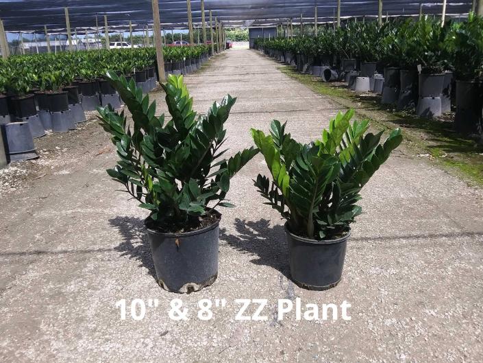 Available in 4", 6", 8", 10", 12", 14" & 17" pots
Great for that low to no light spot!