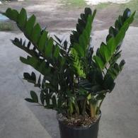 ZZ Plant